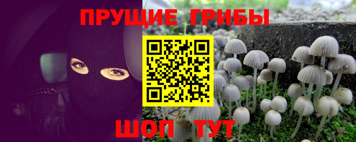сколько стоит  Вход с VPN  Прохладный  Псилоцибиновые грибы Psilocybe 